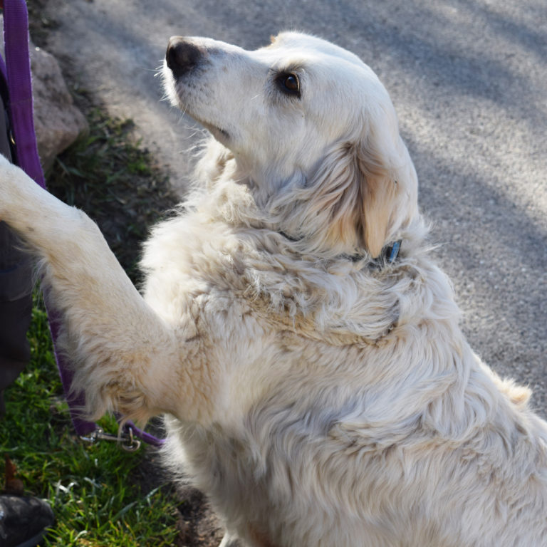 Hunde Tierrettungsdienst Freiburg Hilfswerk Tier und Natur e.V