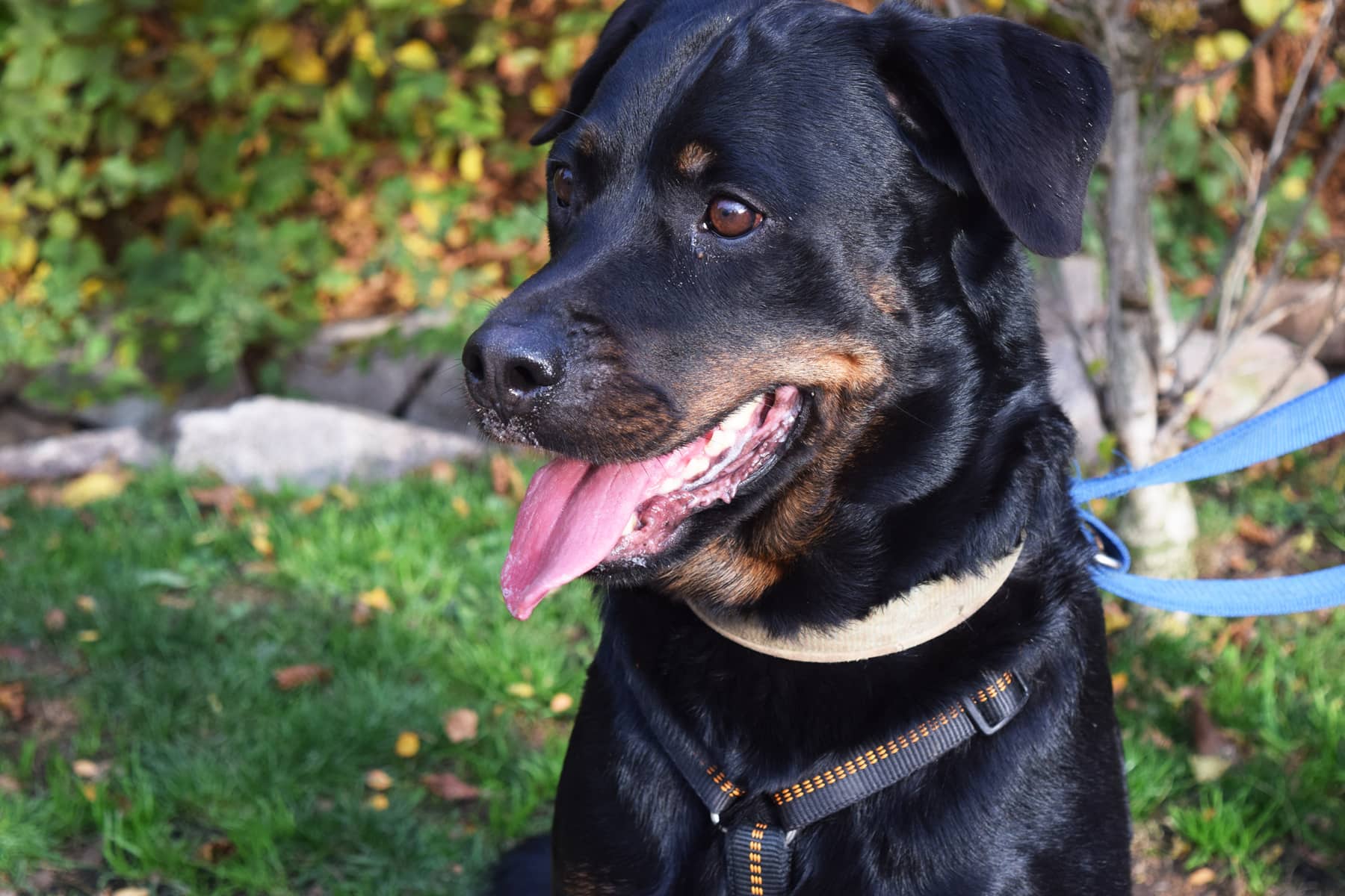 Hunde Tierrettungsdienst Freiburg Hilfswerk Tier und Natur e.V