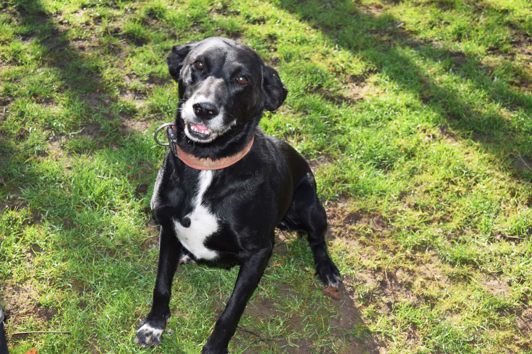 Hunde Tierrettungsdienst Freiburg Hilfswerk Tier und Natur e.V