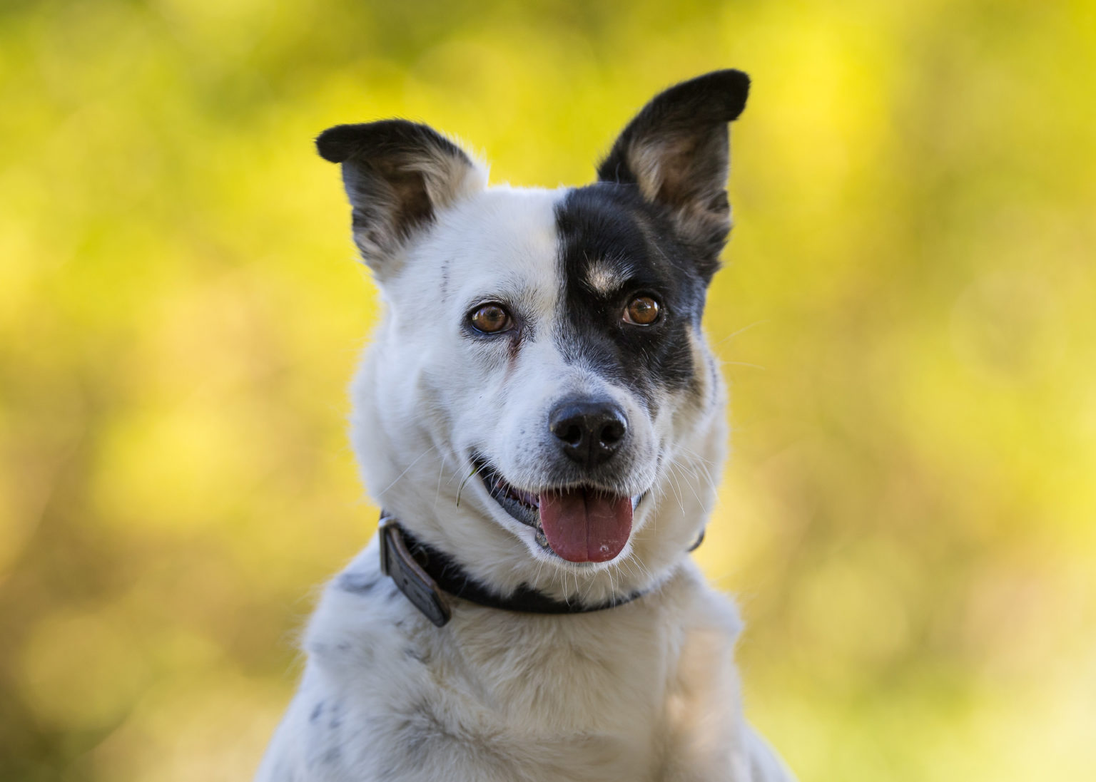 Hunde Tierrettungsdienst Freiburg Hilfswerk Tier und Natur e.V